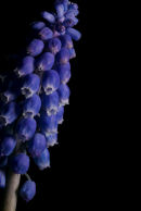 Grape hyacinth